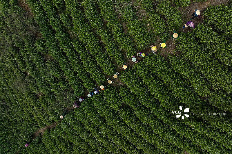 春茶采摘图与待摘茶园图片素材