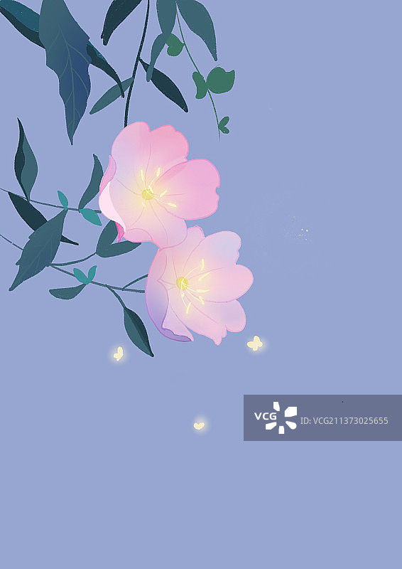 月见草插画图片素材