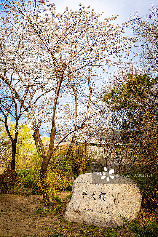 日本早稻田大学送给北京大学的樱花图片素材