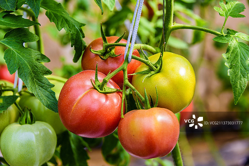 温室里生长的西红柿图片素材