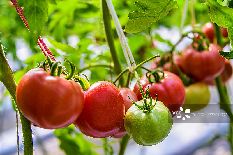 温室里生长的西红柿图片素材
