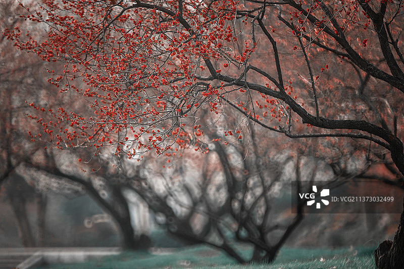 玄武湖梅林图片素材