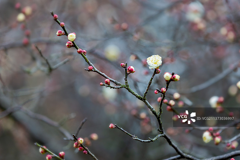 梅图片素材