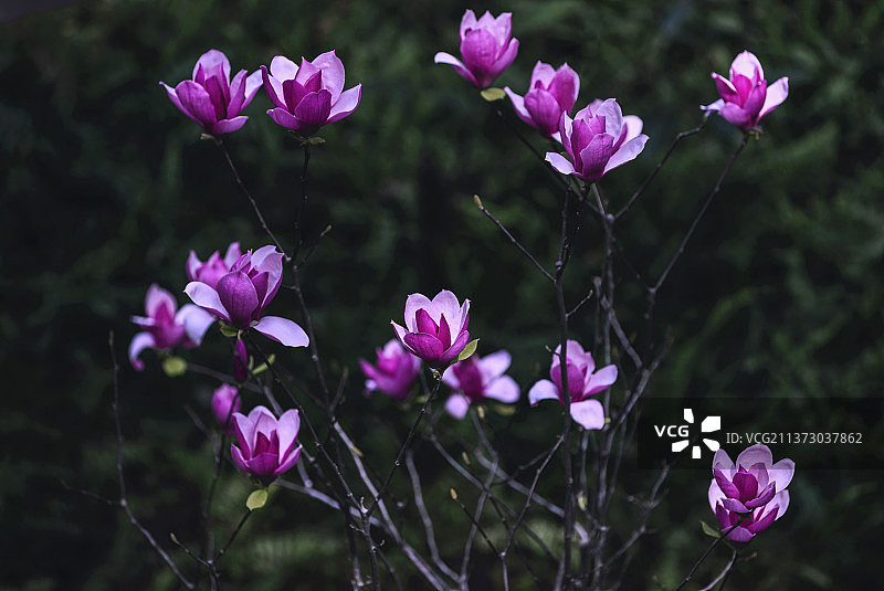 紫玉兰图片素材