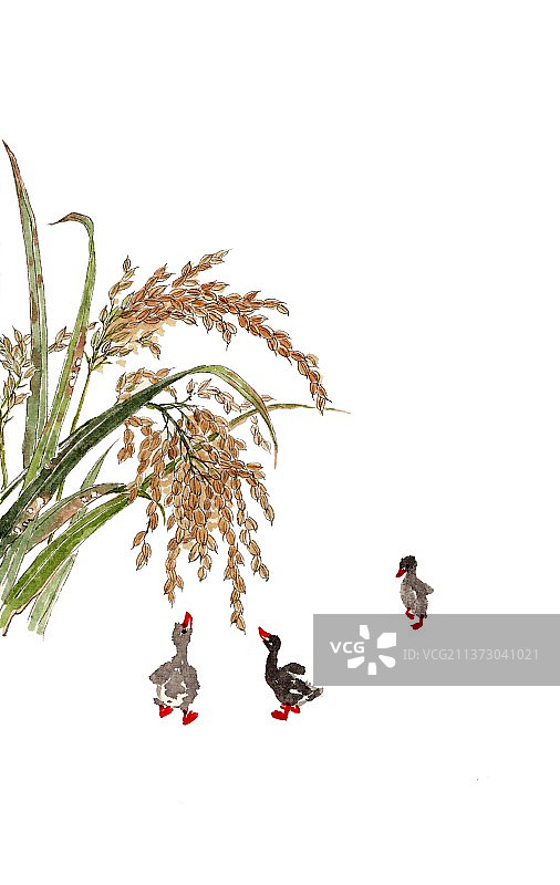 手绘水墨五谷插画稻子图片素材
