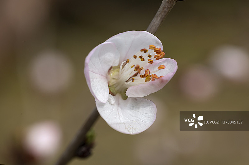 北京城市公园内的一朵盛开的山桃花图片素材