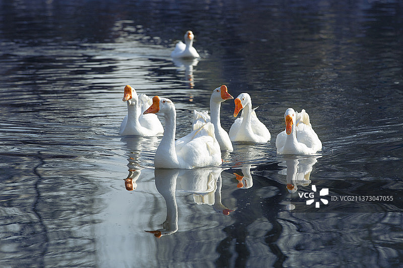 阳光下的大白鹅图片素材