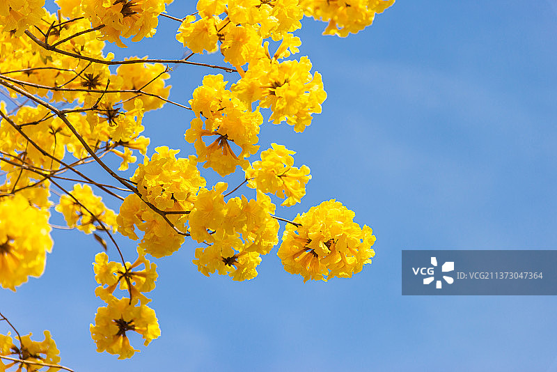 春天里盛开的黄花风铃木图片素材
