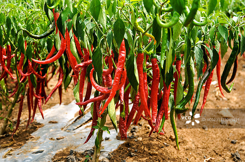 食材辣椒种植图片素材