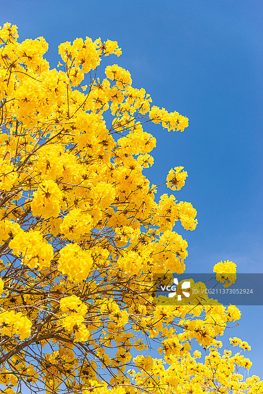 蓝色背景黄花风铃木开花绽放图片素材