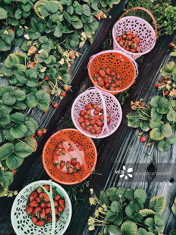 摘草莓图片素材