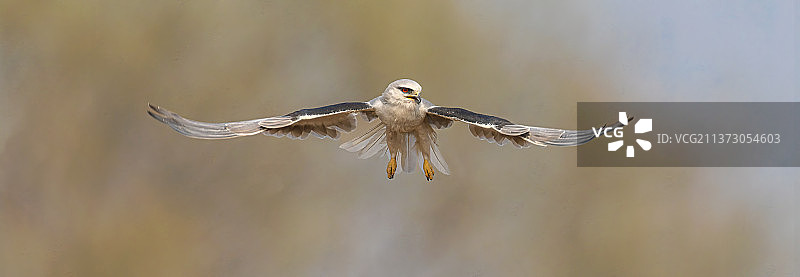 黑翅鸢 北京温榆河图片素材