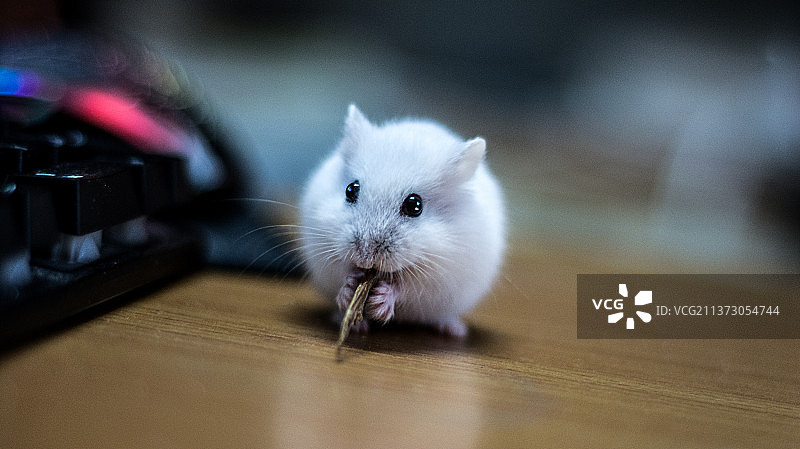 仓鼠吃小鱼干图片素材