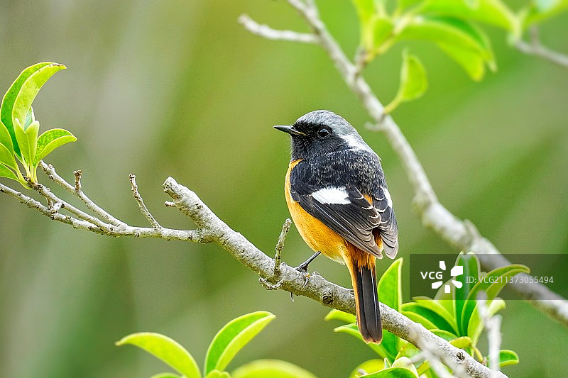 北红尾鸲图片素材