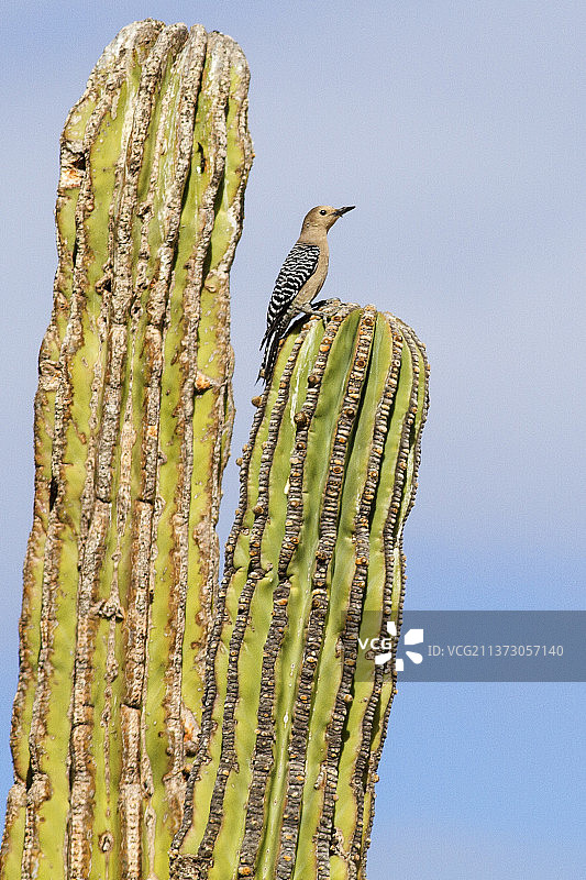 卡顿仙人掌上的吉拉啄木鸟图片素材