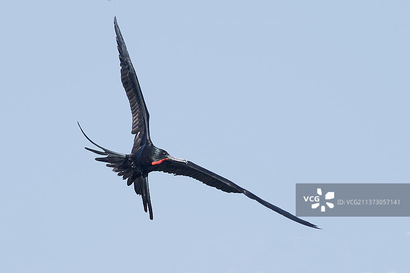 雄性军舰鸟飞行图片素材