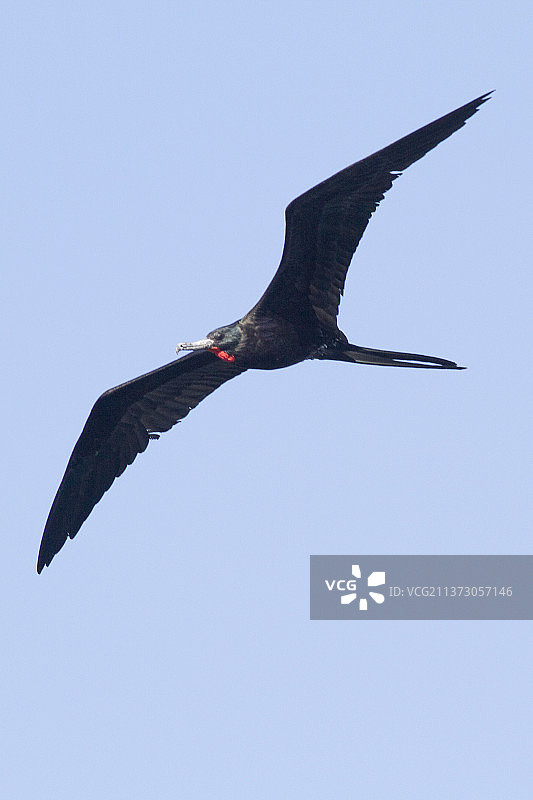 雄性军舰鸟飞行图片素材