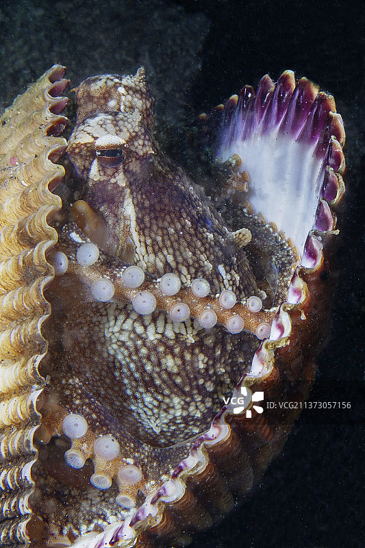 隐藏在贝壳中的椰子章鱼（特写）图片素材