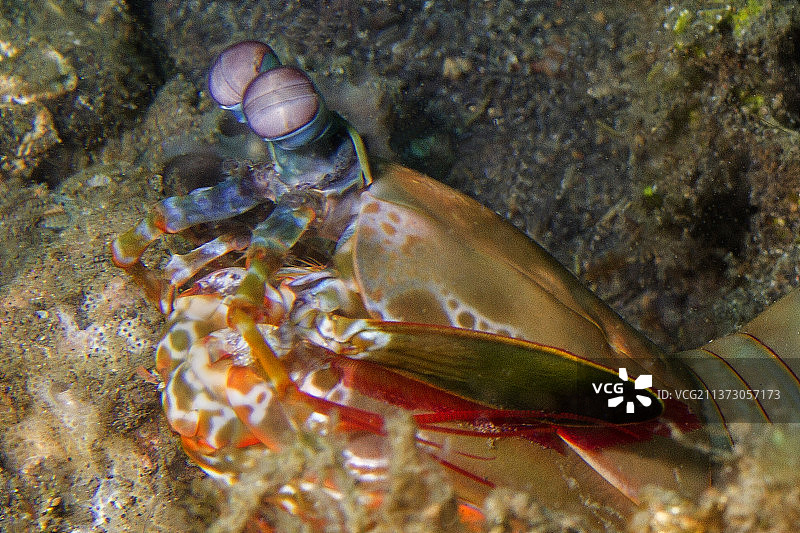 孔雀螳螂特写图片素材