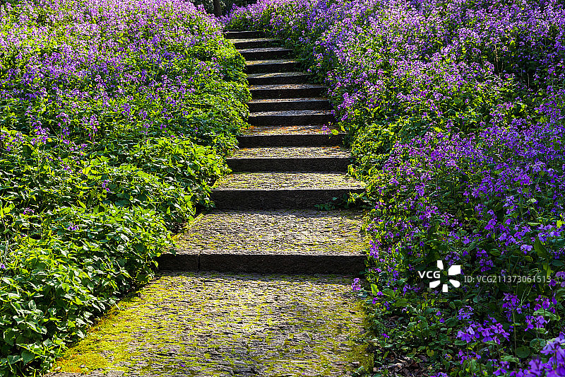 春天开满鲜花的小路虎丘山风景区图片素材