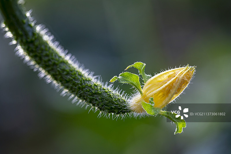 黄瓜黄花图片素材
