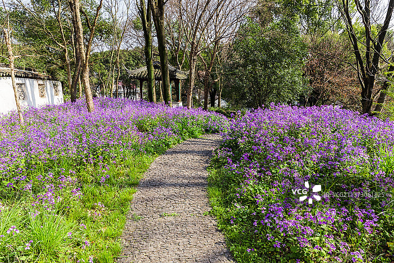 苏州虎丘山风景区春天开满鲜花的小路图片素材