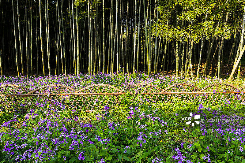 苏州虎丘竹林春天盛的开鲜花图片素材