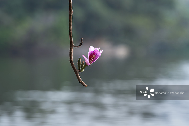 紫荆花图片素材