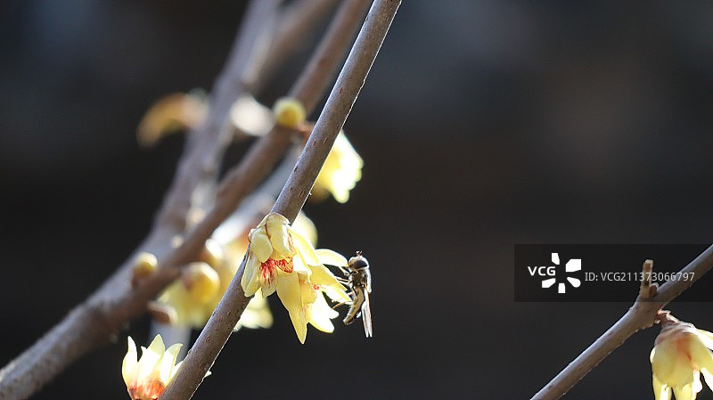 卧佛寺的早春图片素材
