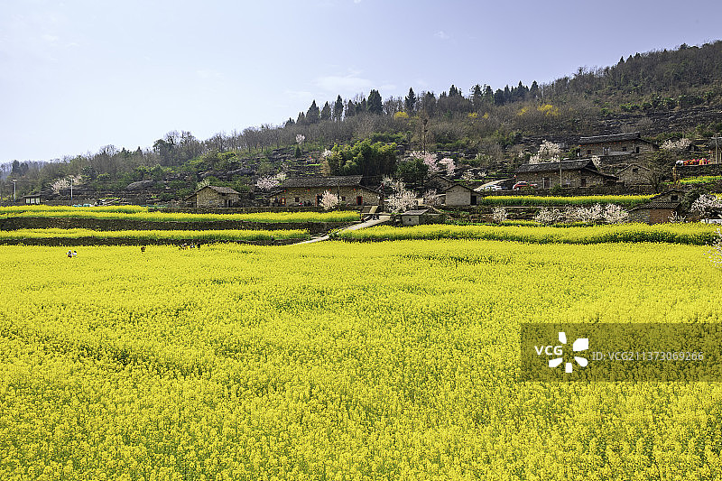 湖北宜昌南岔湾百年石屋村落油菜花盛开图片素材