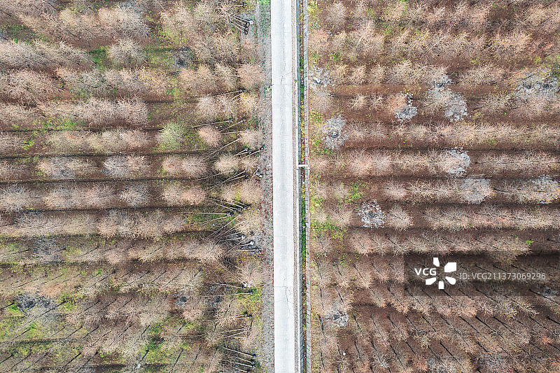 航拍上海宝山区刘行杉树林鸟瞰图图片素材