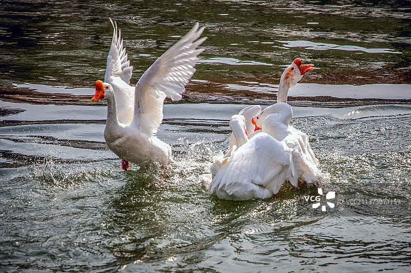 水中鹅的嬉戏张开翅膀图片素材