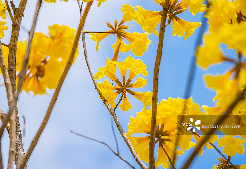 珠海 金湾 联港工业区 金品电器 黄花风铃木 花正开时图片素材