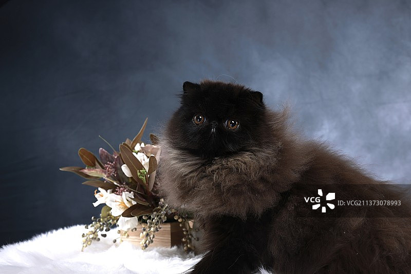 波斯猫图片素材