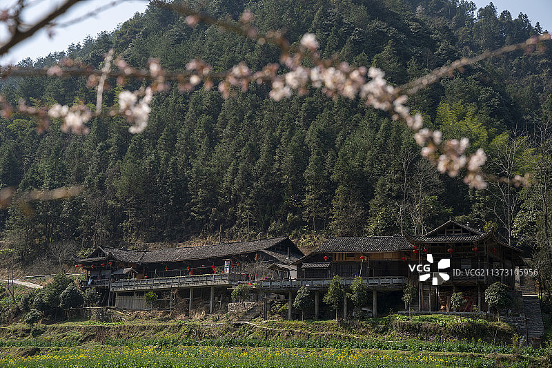 彭家寨土家族吊脚楼的春天图片素材