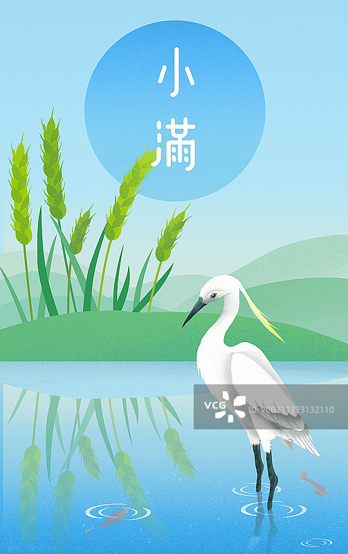 二十四节气小满绿色夏天稻田图片素材