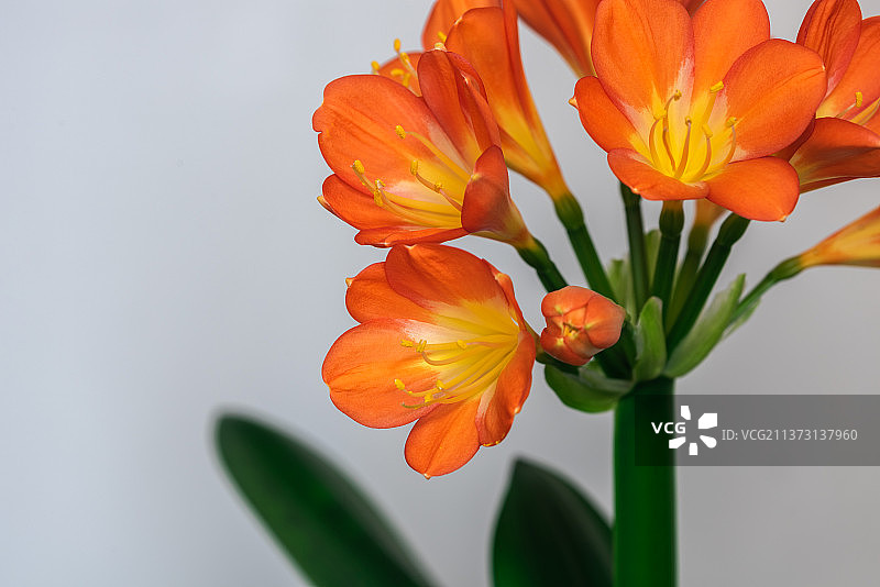 绽放的君子兰花图片素材