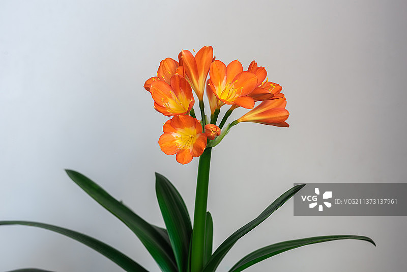 绽放的君子兰花图片素材