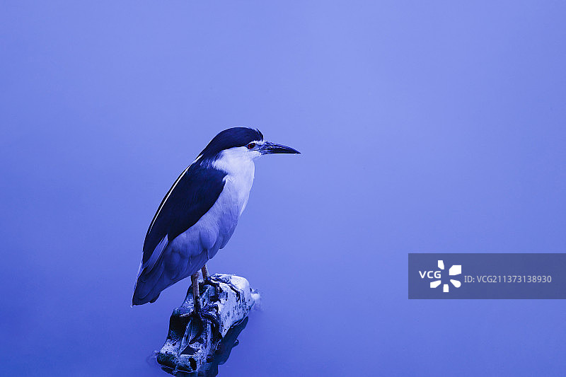 早晨 河边 薄雾 夜鹭图片素材