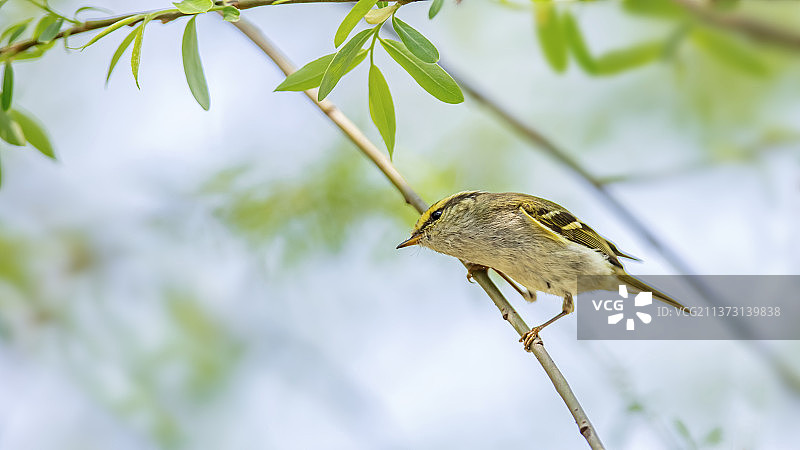 黄腰柳莺图片素材
