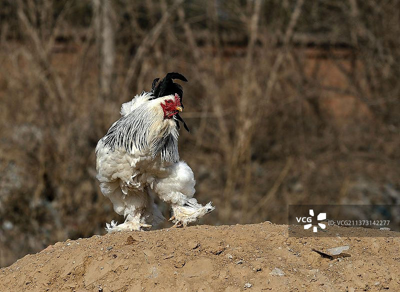 世界最大的鸡是梵天鸡，又称婆罗门鸡图片素材