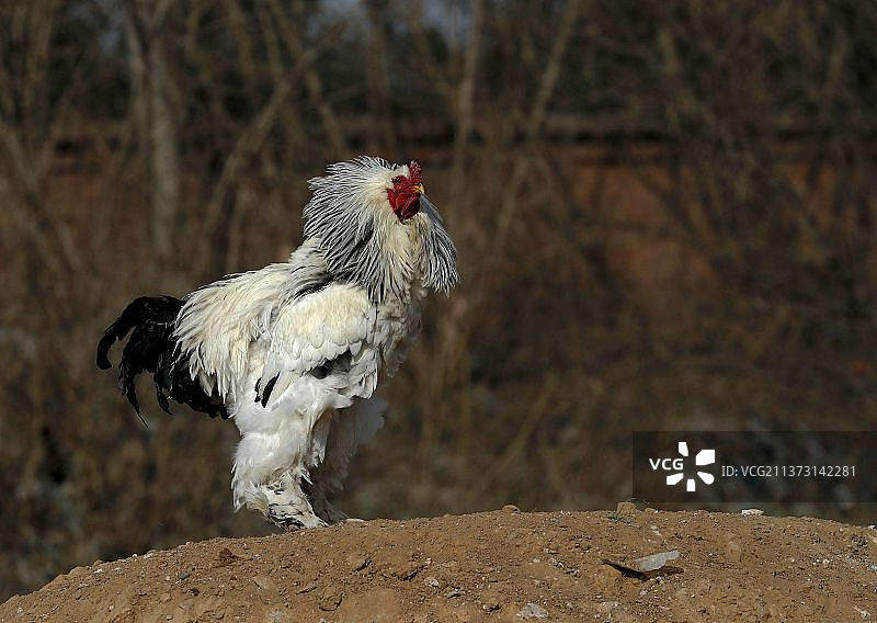 世界最大的鸡是梵天鸡，又称婆罗门鸡图片素材