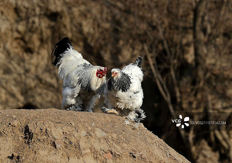 世界最大的鸡是梵天鸡，又称婆罗门鸡图片素材