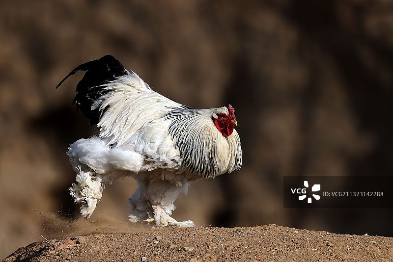 世界最大的鸡是梵天鸡，又称婆罗门鸡图片素材