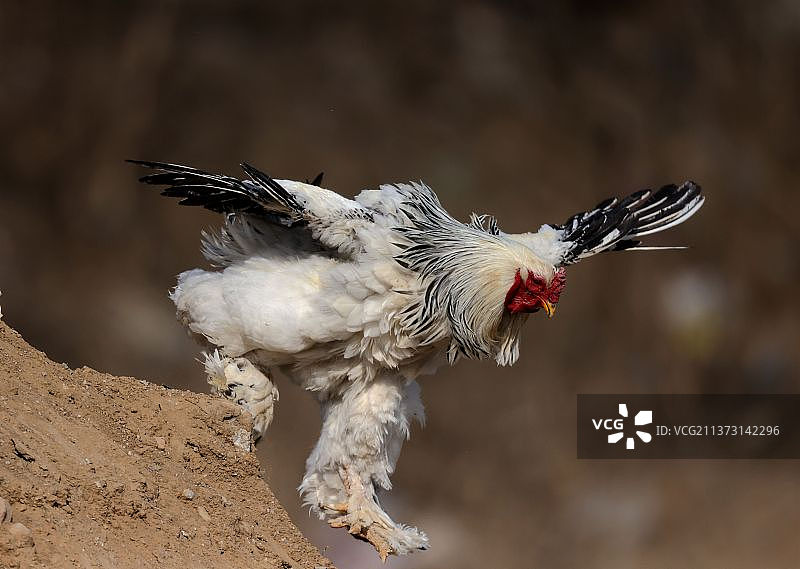 世界最大的鸡是梵天鸡，又称婆罗门鸡图片素材