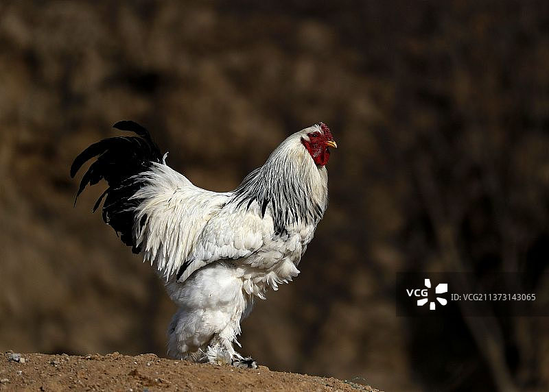 观赏鸡---拍摄于北京窦店图片素材