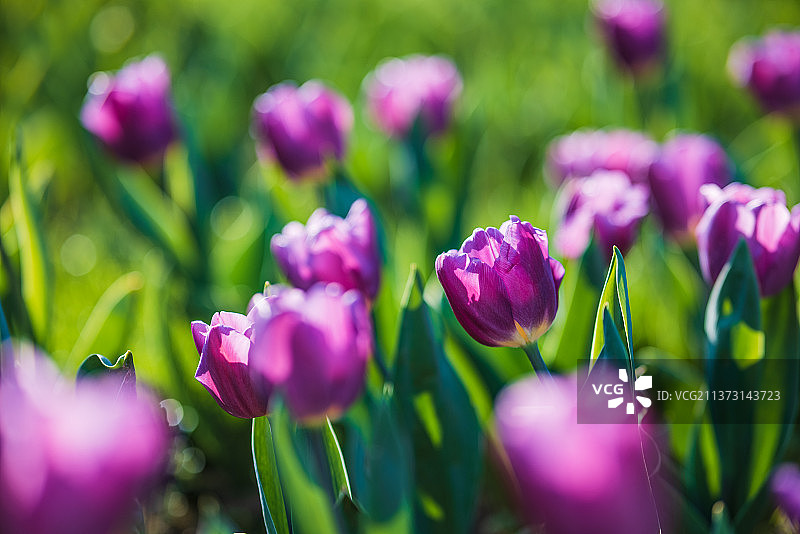 郁金香图片素材