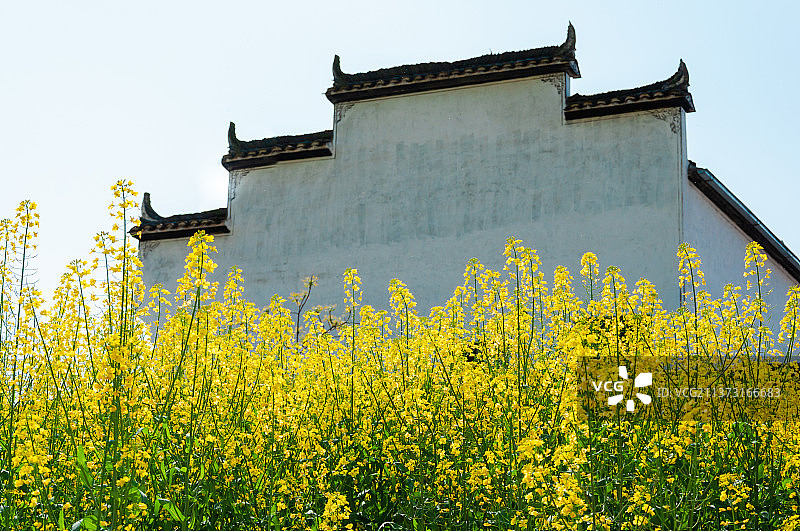 婺源油菜花图片素材