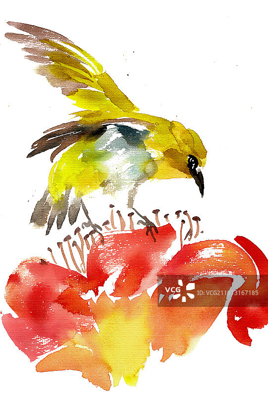 花朵上的小鸟图片素材