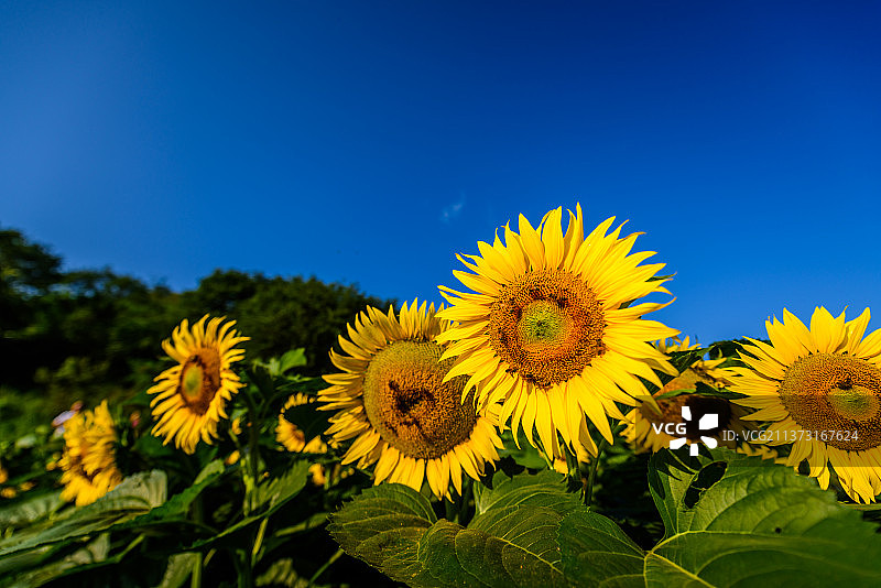 盛开的向日葵花图片素材